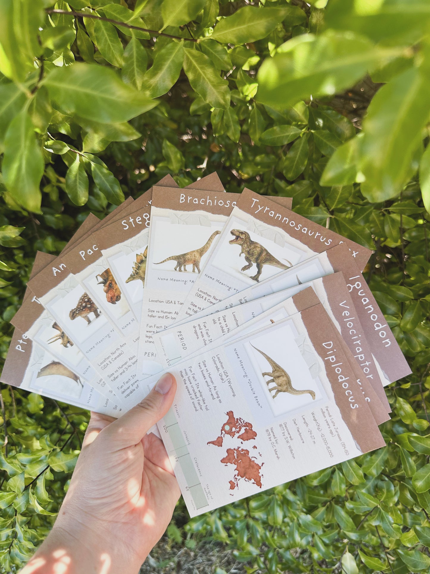 Junior Palaeontologist Field Packet – Dinosaur Letter Bundle