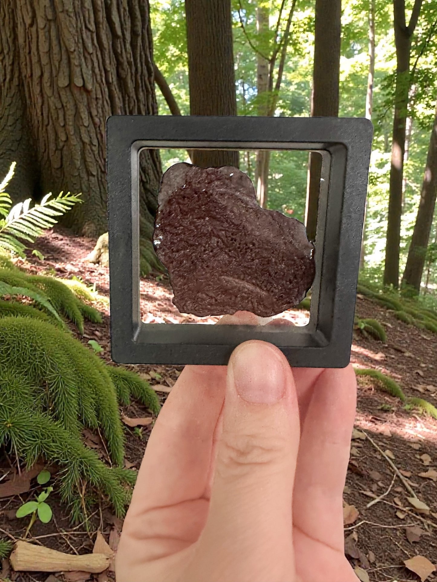 Junior Palaeontologist Field Packet – Dinosaur Letter Bundle