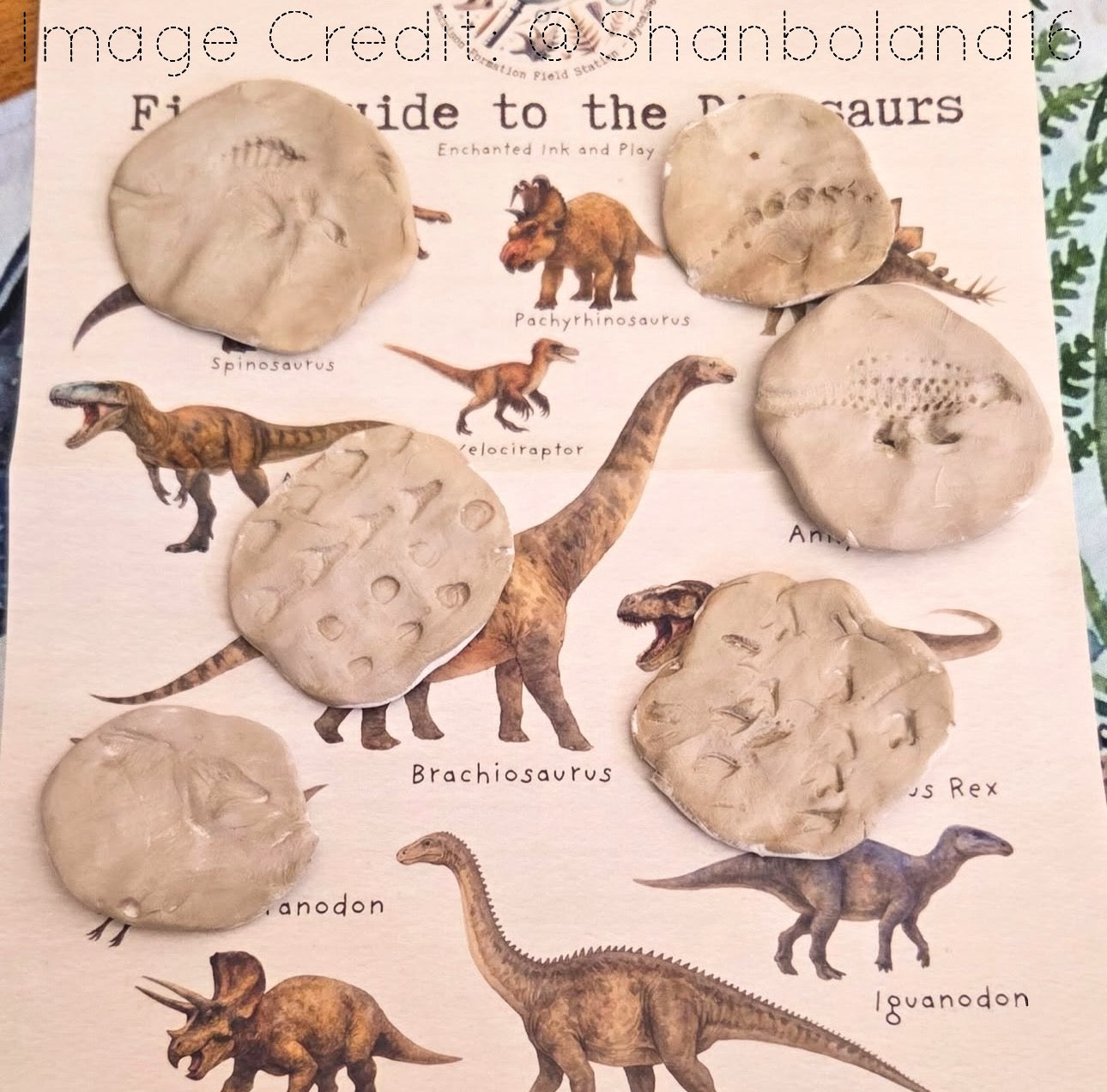 Junior Palaeontologist Field Packet – Dinosaur Letter Bundle